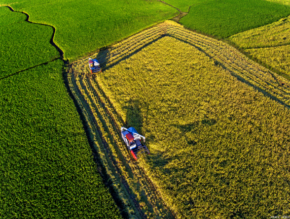 (圖:農(nóng)作物)